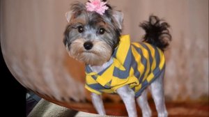 как сделать проект в 1 класс мой питомец