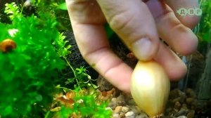 ПОСАДИЛ ЛУК В АКВАРИУМ!