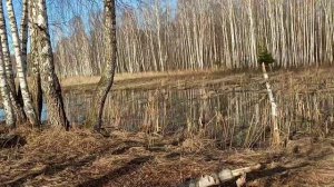 Яузские болота (заброшенные торфоразработки)