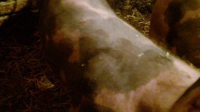 Описание и характеристика  свиней мясной породы  Дюрок Пьетрен /Порода с мраморной структурой мяса смотреть онлайн