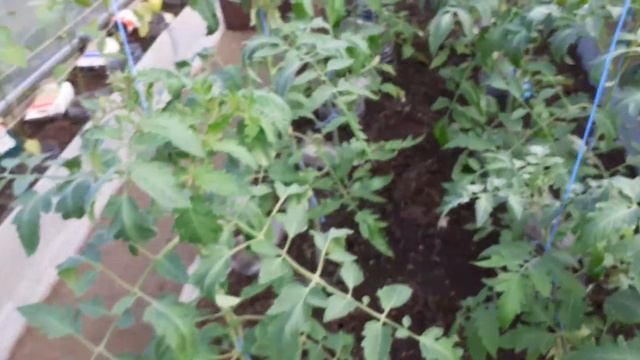 мои торопыги перчики. Они уже восхитительны. 28.05.23. смотреть онлайн