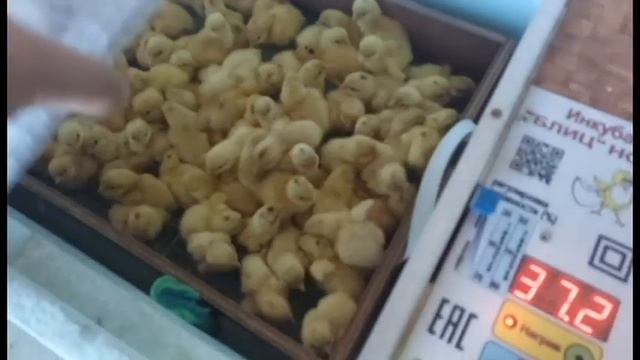 ИНКУБАЦИЯ ПЕРЕПЕЛИНЫХ ЯИЦ ОТ СВОИХ ПЕРЕПЕЛОК
