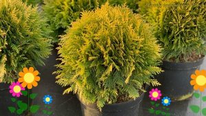 Туя западная глобоза ауреа. Краткий обзор, описание характеристик thuja occidentalis Globosa Aurea