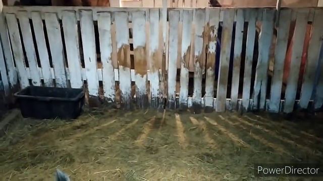 АГРЕССИВНУЮ КОЗУ НА ЦЕПЬ. Групповое содержание коз. смотреть онлайн