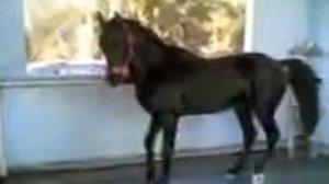 Арабский конь танцует