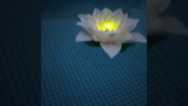 Лилия на воде . смотреть онлайн