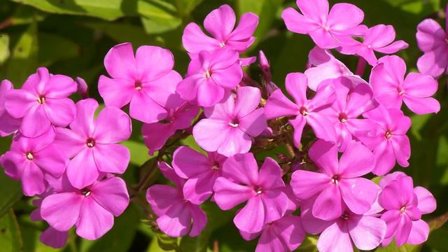 HOW TO TAKE CARE OF PHLOX PLANTS смотреть онлайн