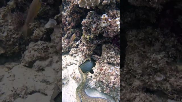 Moray Eel Saying HI #scubadiving #marinelife #viral