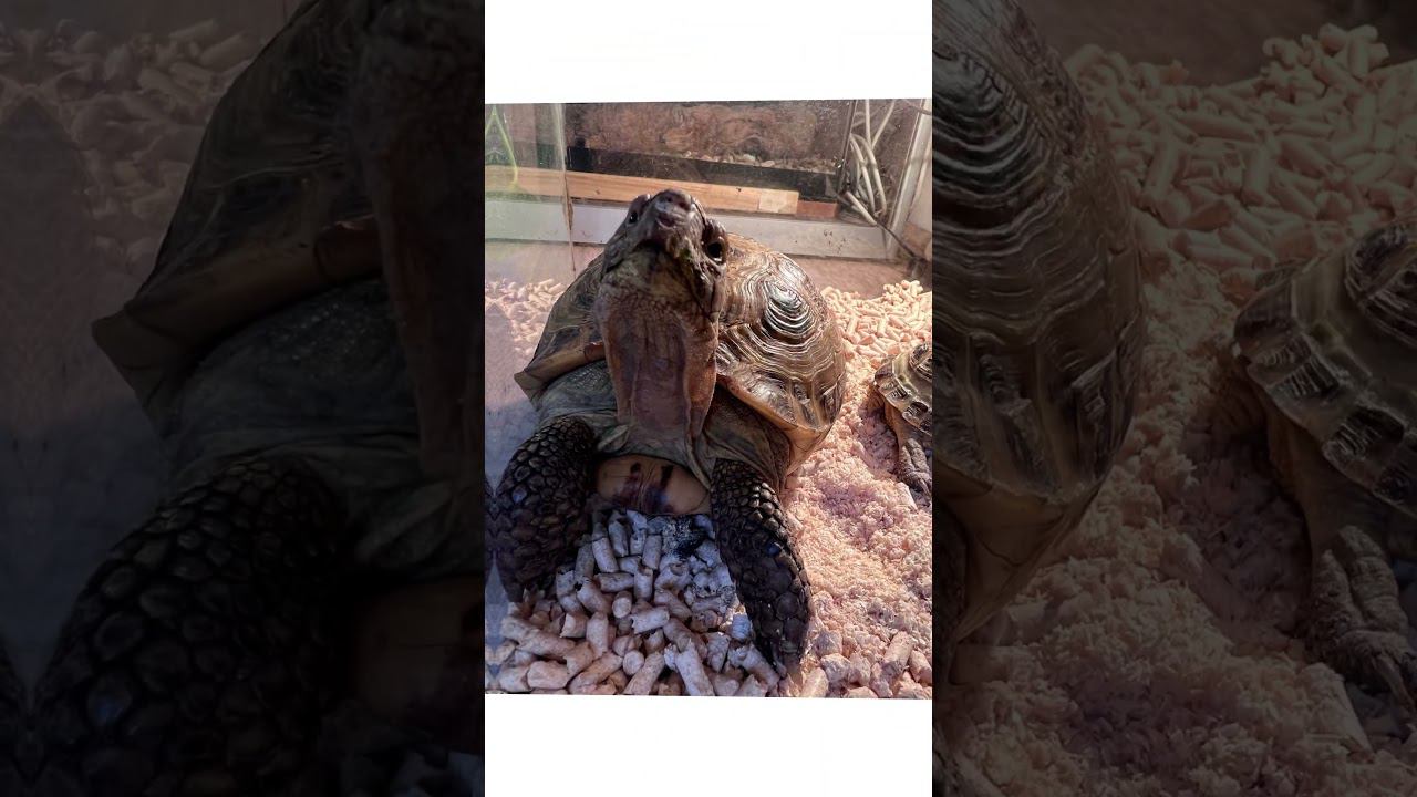 Уборочное #москва #shortvideo #zoolife #экзотика #zoo #зверьёмоё #zooanimals #уборка #змеи #черепаха