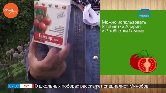 Садовые истории — фитофтороз