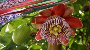 Пассифлора (Passiflora alata)