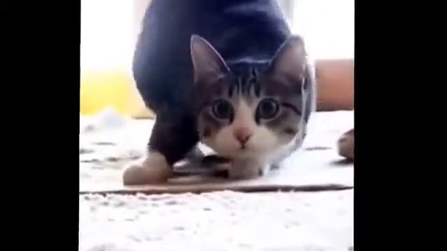 Кот танцует trap смотреть онлайн