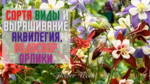 Сорта виды и выращивание - Аквилегия, Водосбор, Орлики.