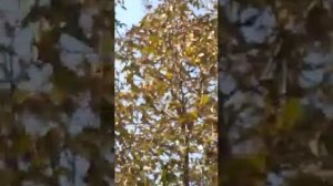 АЗЕРБАЙДЖАН СЕЛО КАШКАЧАЙ КАХСКОГО РАЙОНЕ