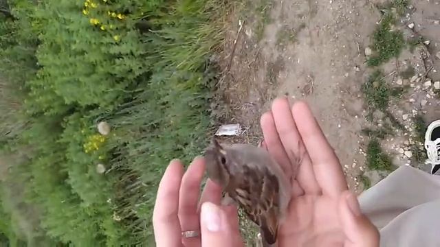 Приручили воробья смотреть онлайн