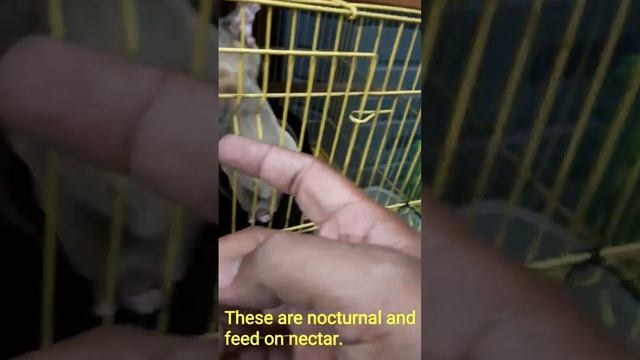 Sugar Glider - the cutest nocturnal animal