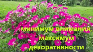 Как растет и развивается петуния в кашпо, грунте, шинах. Этот сорт петунии радует меня 3 сезон.