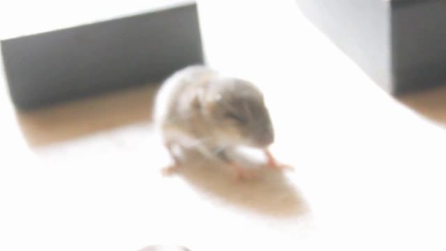 Испытание отпугивателя мышей ГРАД -А500 смотреть онлайн