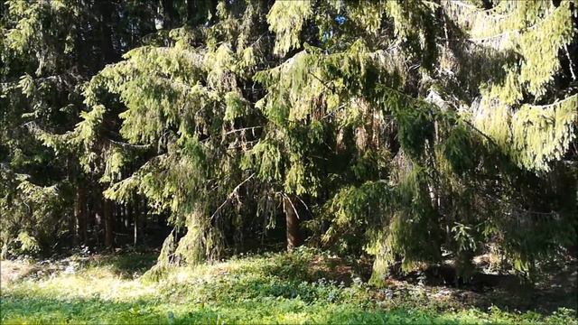 Крайние точки Беларуси. Часть 4 - "Север" смотреть онлайн