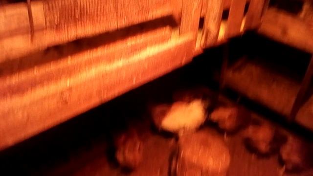 Кормление кур-несушек смотреть онлайн