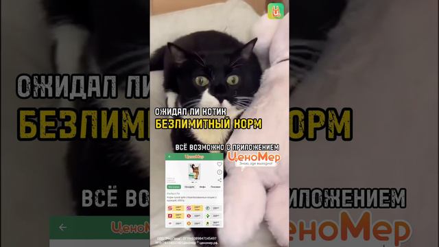 Хочу как котик