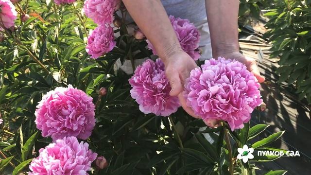 Варенька пион. Пулков сад (2022 г) смотреть онлайн