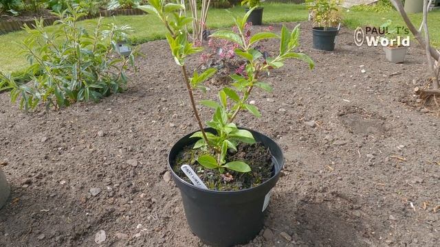 Border Tour - New Border Part 5 - My English Garden May 2021 смотреть онлайн