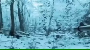 Кабан напал на охотника