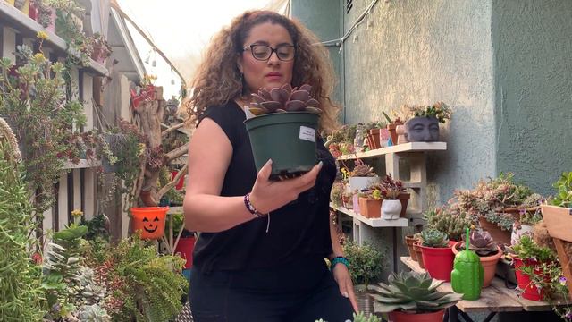 Nuevas adquisiciones, suculentas Echeveria Red Sky, nuevos maseteros. Y mucho mas E. Perle Von смотреть онлайн