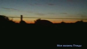 Серая Ворона дома Как содержать врановых птиц