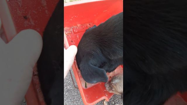 Кормим маму Пальму смотреть онлайн