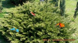 Можжевельник казацкий Мас (kazatskiy-mas) ? обзор: как сажать, саженцы можжевельника Мас