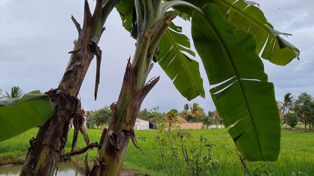 ASMR : Waiting For The Rain, West Java Indonesia смотреть онлайн