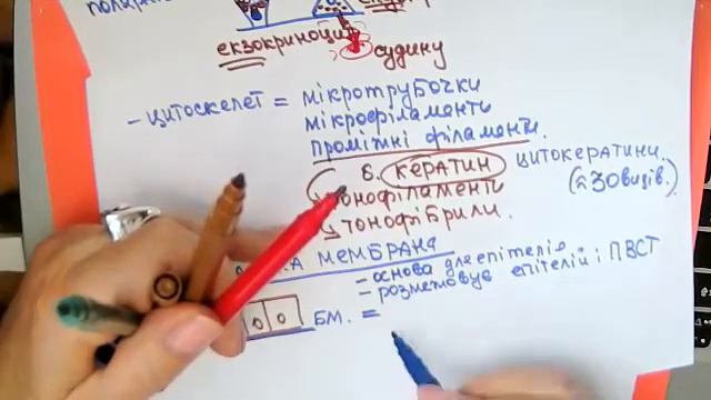 Лекція - Епітелій