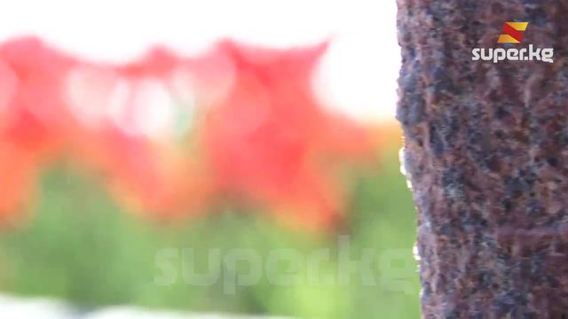 Жаз-2018: Бишкекте жоогазындар тургундарга жаз демин тартуулоодо смотреть онлайн