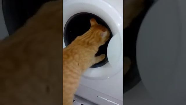 Кот Тимофей стирает белье смотреть онлайн