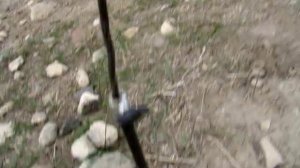 Приманка на голубя