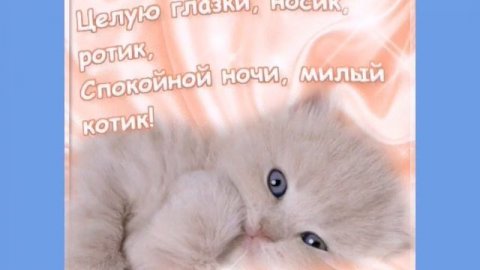 #Спокойнойночи,котенок! Спокойной ночи, мой Котенок!