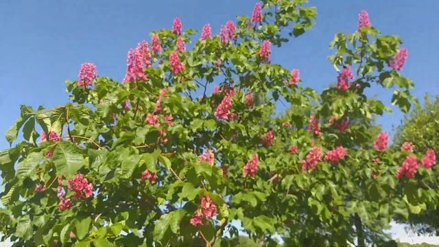 Цветение розового каштана смотреть онлайн