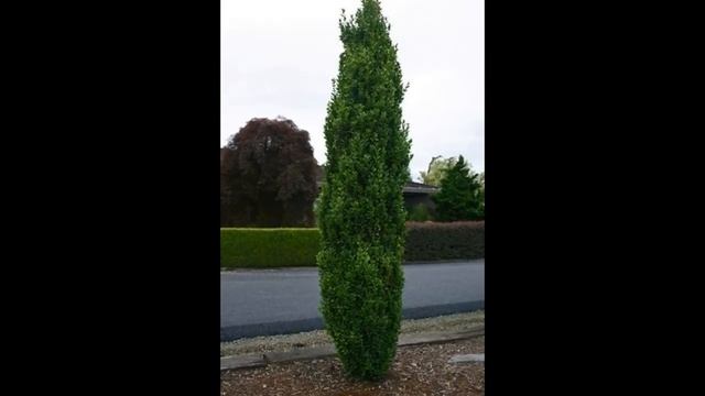 Green Tower Boxwood Bonsai смотреть онлайн