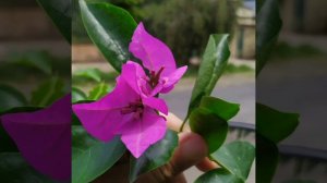 9 BOUGAINVILLEA ENTRE ROXA A LILÁS