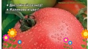 Томат обыкновенный Вано F1. Краткий обзор, описание характеристик, где купить семена