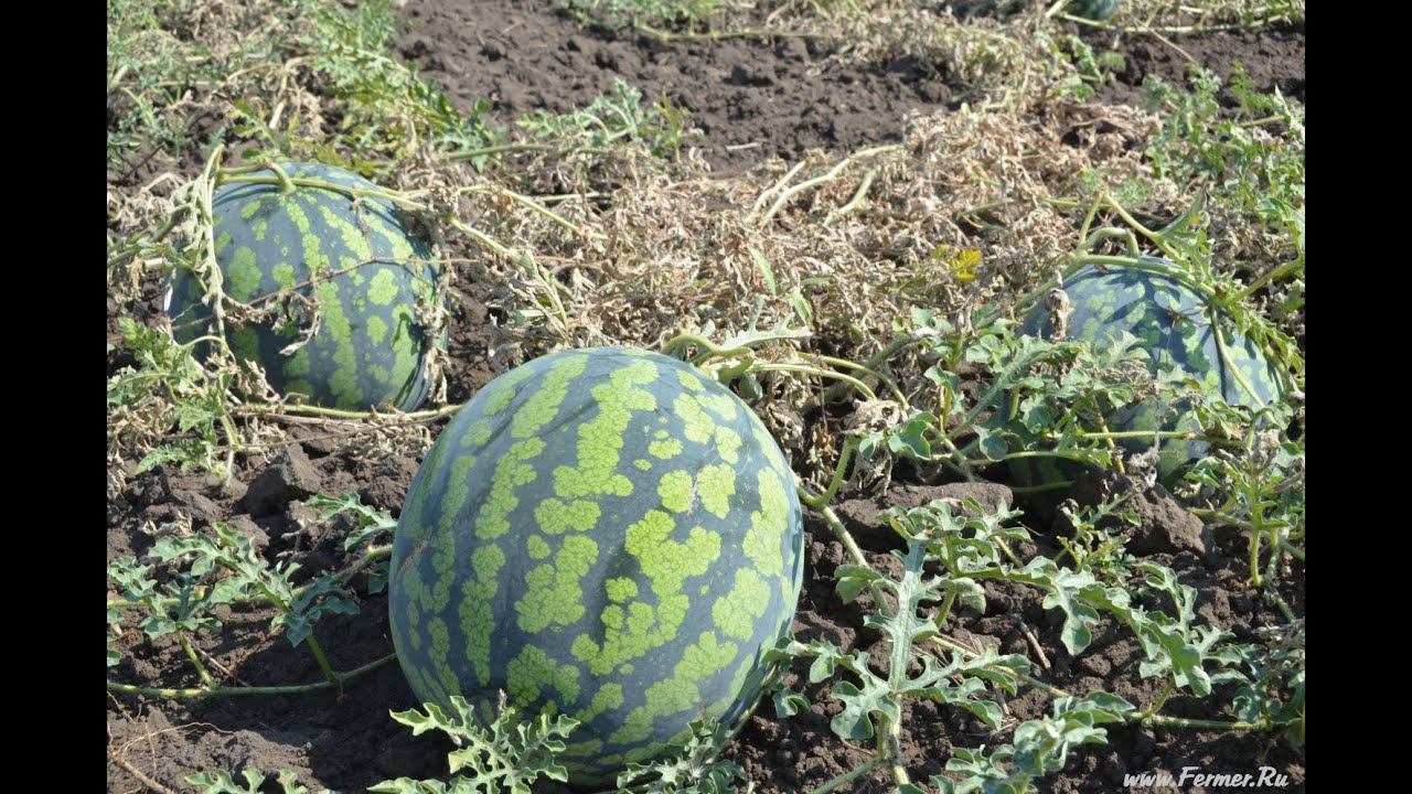 Фермер Пётр Есипчугов. Цена и сбыт арбуза