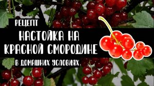 Настойка на красной смородине в домашних условиях. Как приготовить? Рецепт