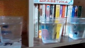 петушки самки и самцы собственного раведения