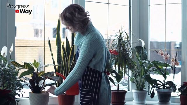 Вот Почему Не Цветут Комнатные Цветы И Что С Этим Делать! смотреть онлайн