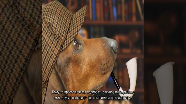 Английские клички для собак мальчиков и девочек смотреть онлайн