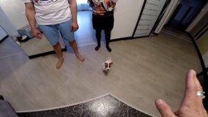 Один из способов отучить собаку прыгать на людей