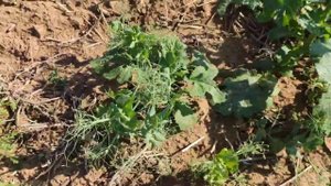 Минимальная смесь