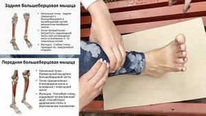 4 шага для укрепления стоп и голеностопов. Спасая малоберцово-таранную связку, спасая суставы ног